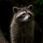 découvrez le monde fascinant des vocalisations animales, où chaque son raconte une histoire. apprenez comment les animaux communiquent entre eux à travers leurs chants, cris et autres sons, et explorez leurs significations et leurs impacts sur l'écosystème.