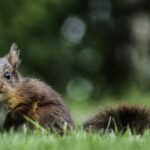 découvrez le falun red, un matériau naturel aux teintes fascinantes, idéal pour vos projets de construction et de décoration. apprenez-en davantage sur ses propriétés uniques et son utilisation durable dans l'aménagement intérieur et extérieur.