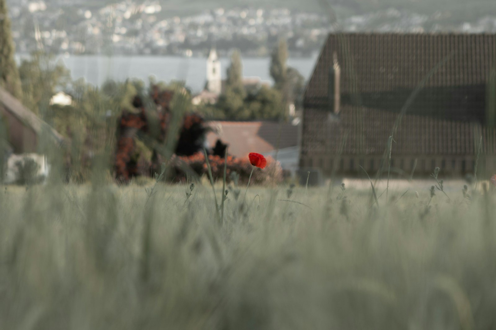 La Communauté de communes du canton de Varilhes.